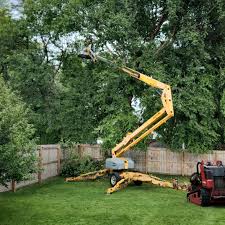 Trusted North Wales, PA Tree Care Experts