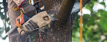 Best Fruit Tree Pruning  in North Wales, PA