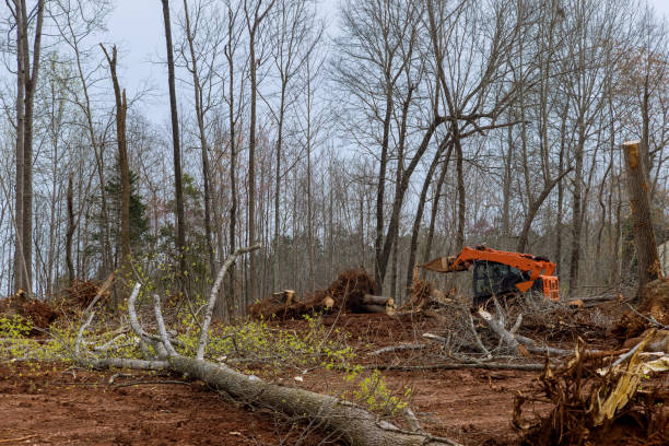 How Our Tree Care Process Works  in  North Wales, PA